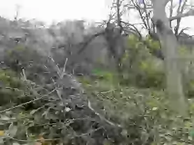   соседи