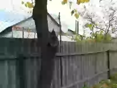   соседи