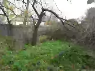   соседи