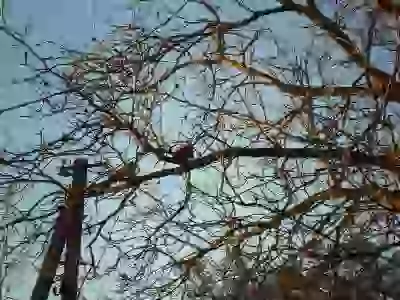 Белка на дереве рыжая злодей грызун  Живность