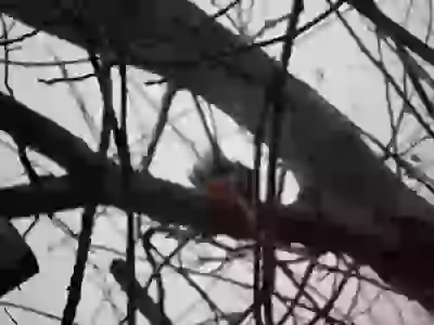 Белка рыжая злодей грызун возле дома на дереве  Живность