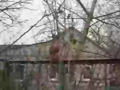 на заборе Белка рыжая злодей грызун профиль и анфас  Живность