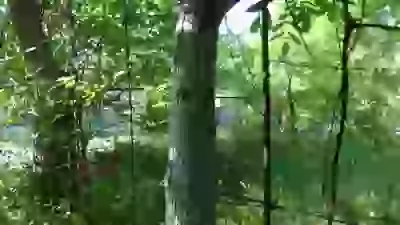 белка  Живность