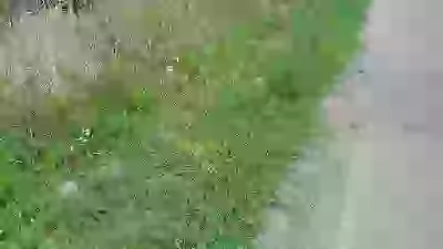   Живность