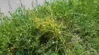   Живность