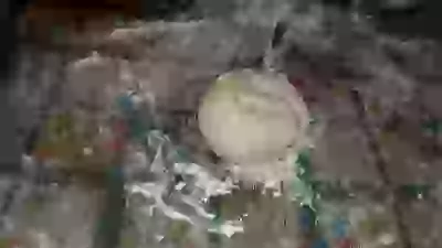   хулинарные толанты
