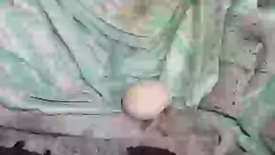 куринные яйца курячі яйця тряпки тряпка гнездо гніздо  хулинарные толанты