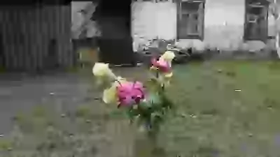 абсолютно пох шо вони в 3л банці та іще й вода з травою Мене сьогодні проздравляли день народження день рождения поздоровлення поздравление юбілей юбилей ювілей цветы тюльпаны фото абрикос и еще шото тюльпаны и еще шото