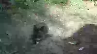   Живность