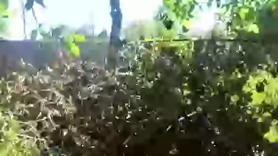   соседи