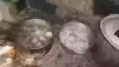   хулинарные толанты
