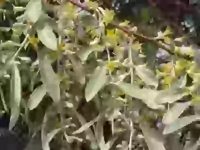  Кому знаком этот аромат Облепиха