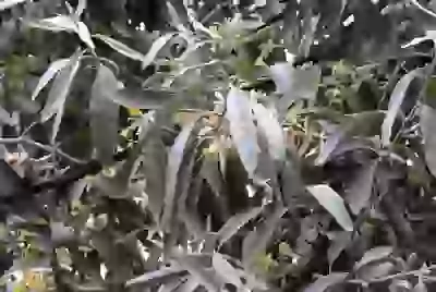  Кому знаком этот аромат Облепиха