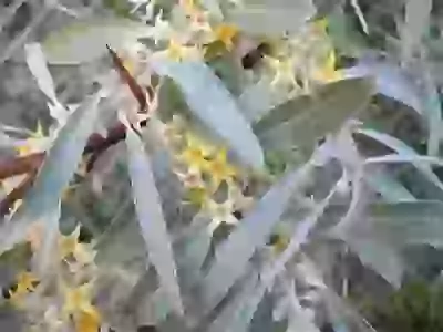  Кому знаком этот аромат Облепиха