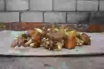   Грибы