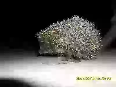   Живность