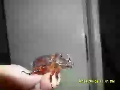   Живность