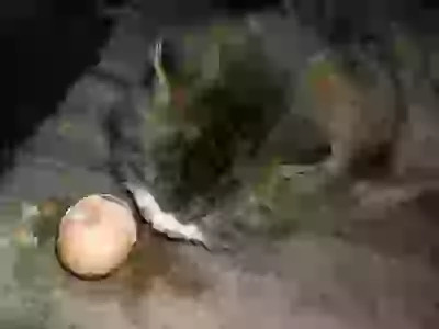   Живность