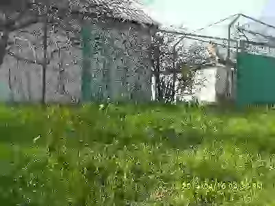 сусіди пообривали цветы тюльпаны фото абрикос и еще шото тюльпаны и еще шото