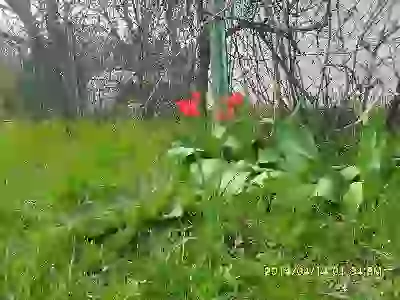  цветы тюльпаны фото абрикос и еще шото тюльпаны и еще шото