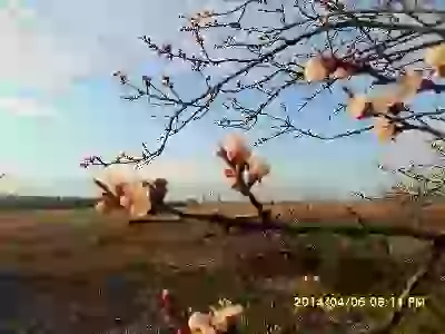 тюльпаны и еще шото